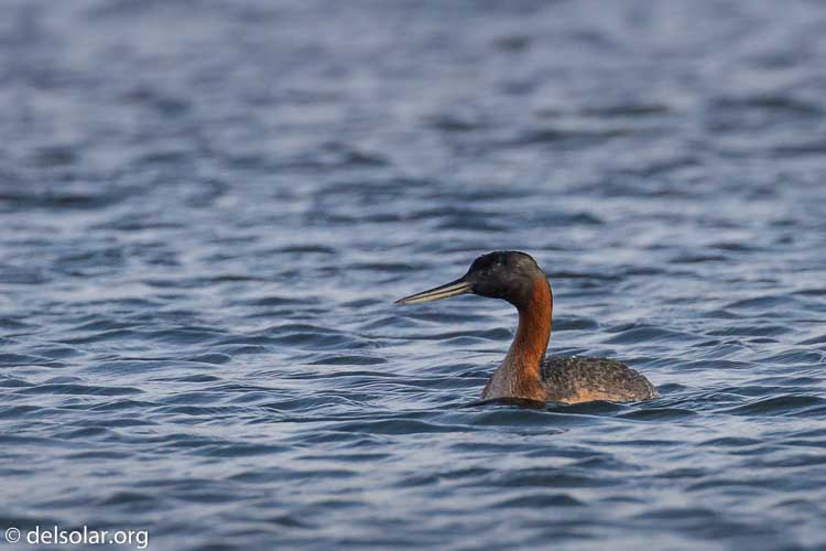 Canon EOS 7D  --  360 mm  --  EF100-400mm f/4.5-5.6L IS II USM  