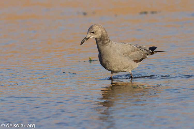 Canon EOS 7D  --  220 mm  --  EF100-400mm f/4.5-5.6L IS II USM  