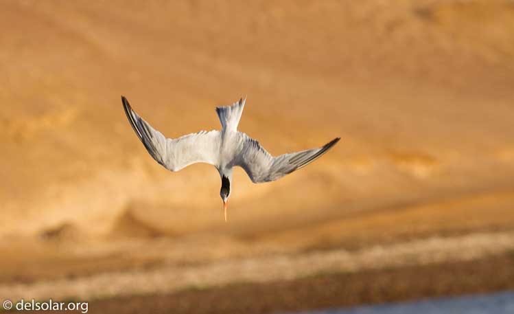 Canon EOS 7D  --  255 mm  --  EF100-400mm f/4.5-5.6L IS II USM  