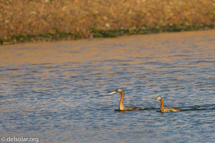 Canon EOS 7D  --  400 mm  --  EF100-400mm f/4.5-5.6L IS II USM  