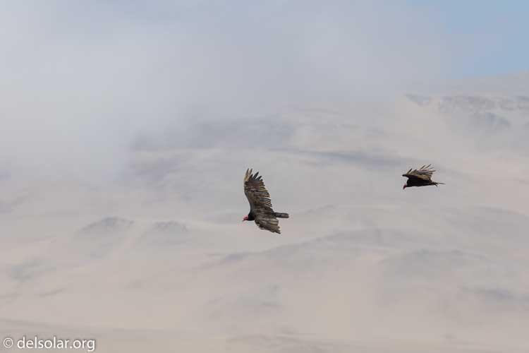 Canon EOS 7D  --  286 mm  --  EF100-400mm f/4.5-5.6L IS II USM  