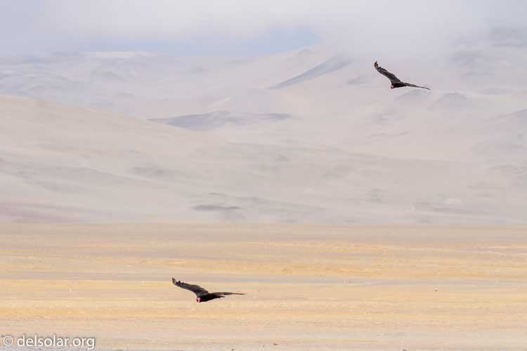 Canon EOS 7D  --  214 mm  --  EF100-400mm f/4.5-5.6L IS II USM  