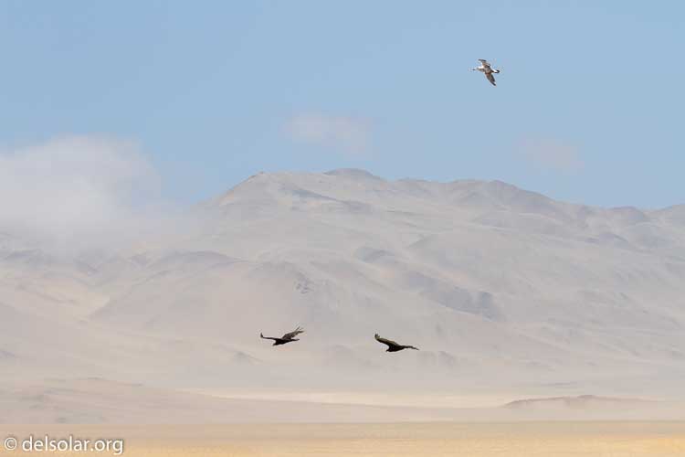 Canon EOS 7D  --  170 mm  --  EF100-400mm f/4.5-5.6L IS II USM  