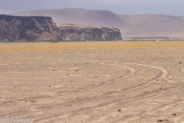 Canon EOS 7D  --  100 mm  --  EF100-400mm f/4.5-5.6L IS II USM  