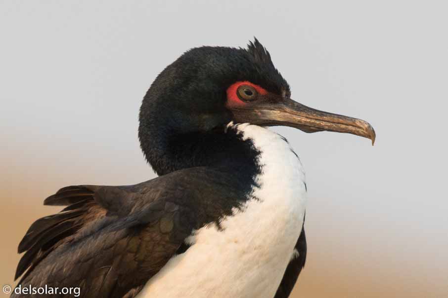 Canon EOS 7D Mark II  --  600 mm  --  EF600mm f/4L IS II USM  