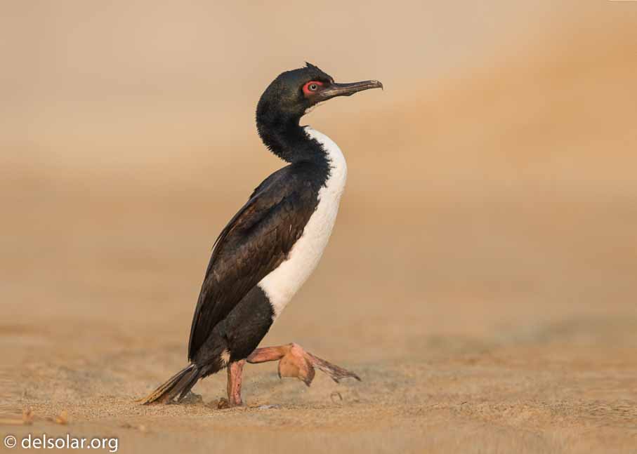 Canon EOS 7D Mark II  --  600 mm  --  EF600mm f/4L IS II USM  