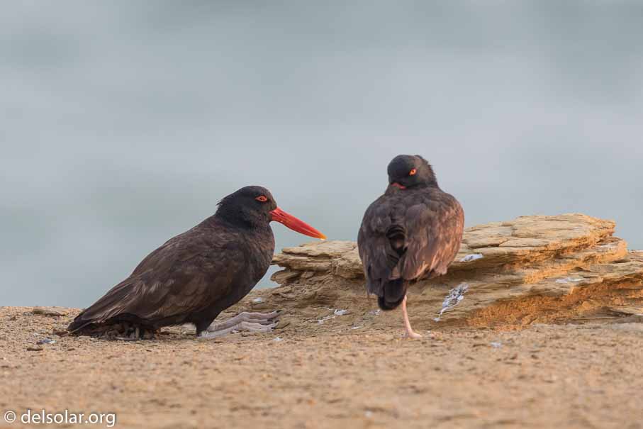 Canon EOS 7D Mark II  --  600 mm  --  EF600mm f/4L IS II USM  