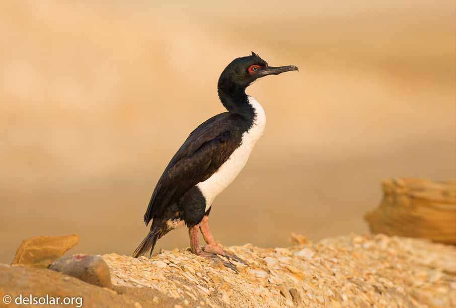 Canon EOS 7D Mark II  --  600 mm  --  EF600mm f/4L IS II USM  