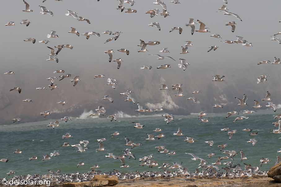 Canon EOS 7D Mark II  --  214 mm  --  EF100-400mm f/4.5-5.6L IS II USM  