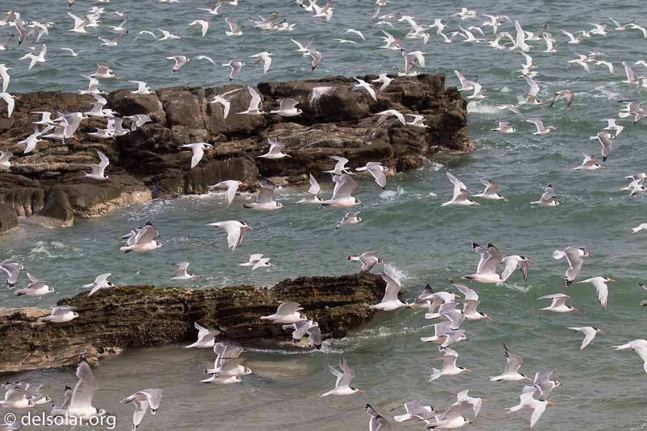 Canon EOS 7D Mark II  --  100 mm  --  EF100-400mm f/4.5-5.6L IS II USM  