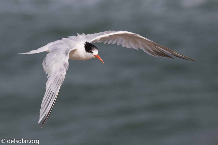 Canon EOS 7D Mark II  --  340 mm  --  EF100-400mm f/4.5-5.6L IS II USM  