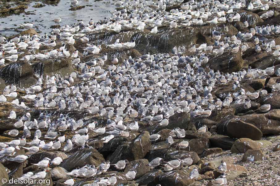 Canon EOS 7D Mark II  --  120 mm  --  EF100-400mm f/4.5-5.6L IS II USM  