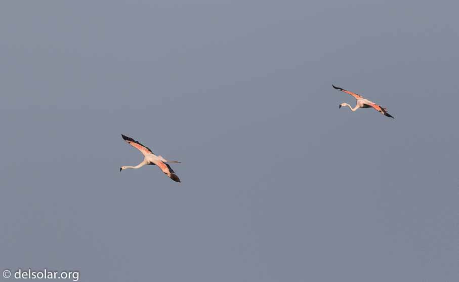 Canon EOS 7D Mark II  --  600 mm  --  EF600mm f/4L IS II USM  