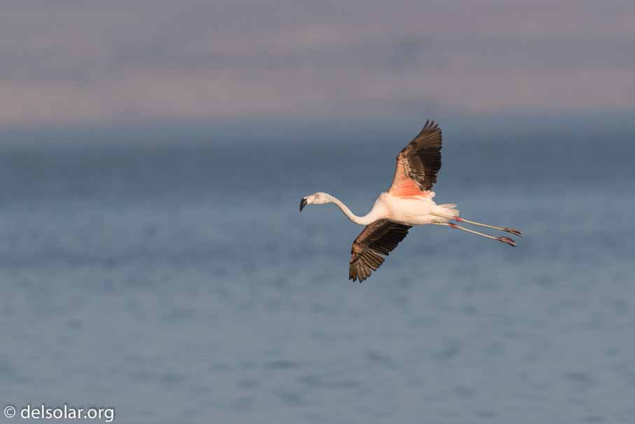 Canon EOS 7D Mark II  --  600 mm  --  EF600mm f/4L IS II USM  