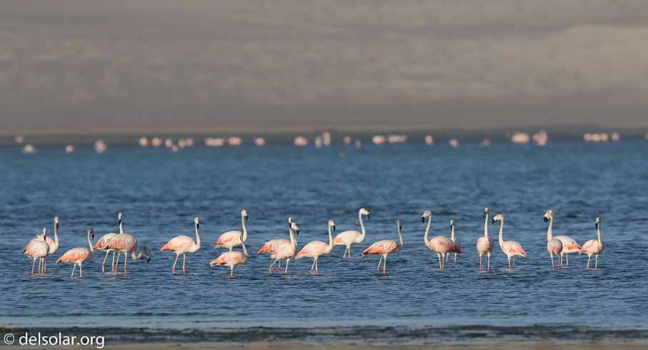 Canon EOS 7D Mark II  --  600 mm  --  EF600mm f/4L IS II USM  