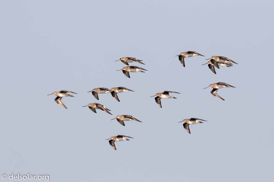 Canon EOS 7D Mark II  --  600 mm  --  EF600mm f/4L IS II USM  