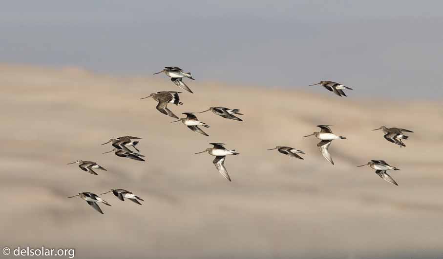 Canon EOS 7D Mark II  --  600 mm  --  EF600mm f/4L IS II USM  