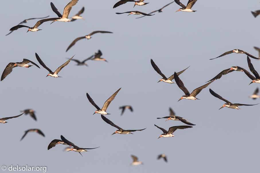 Canon EOS 7D Mark II  --  600 mm  --  EF600mm f/4L IS II USM  