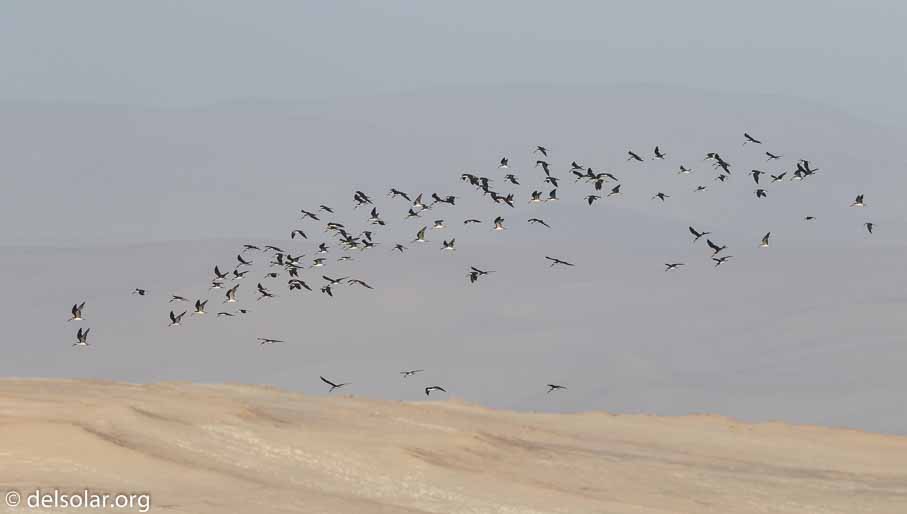 Canon EOS 7D Mark II  --  600 mm  --  EF600mm f/4L IS II USM  