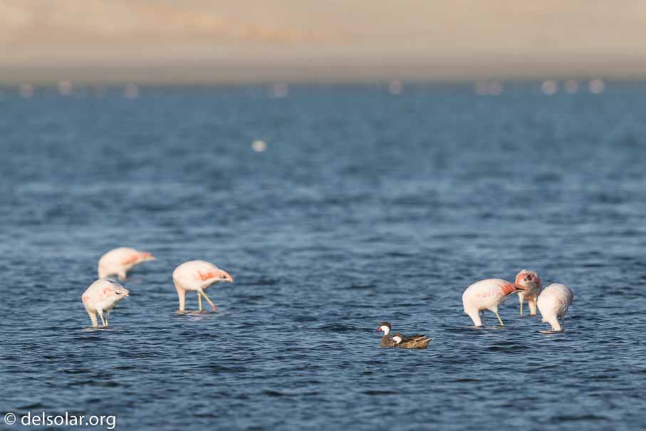 Canon EOS 7D Mark II  --  600 mm  --  EF600mm f/4L IS II USM  