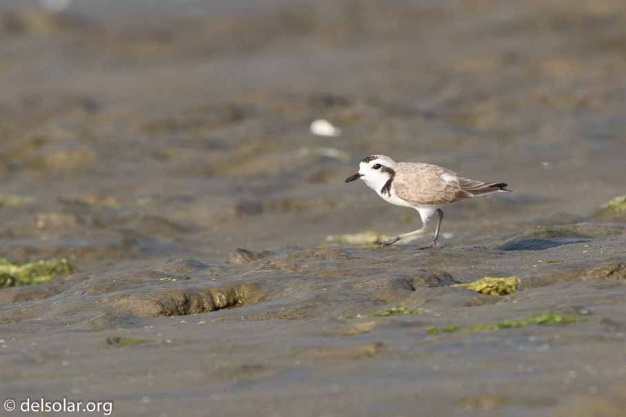 Canon EOS 7D Mark II  --  600 mm  --  EF600mm f/4L IS II USM  