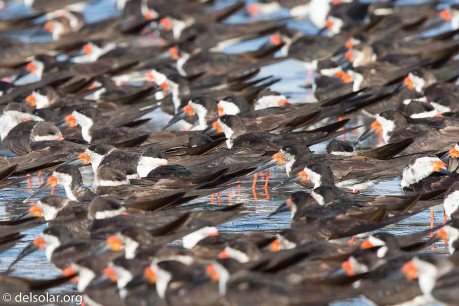 Canon EOS 7D Mark II  --  600 mm  --  EF600mm f/4L IS II USM  