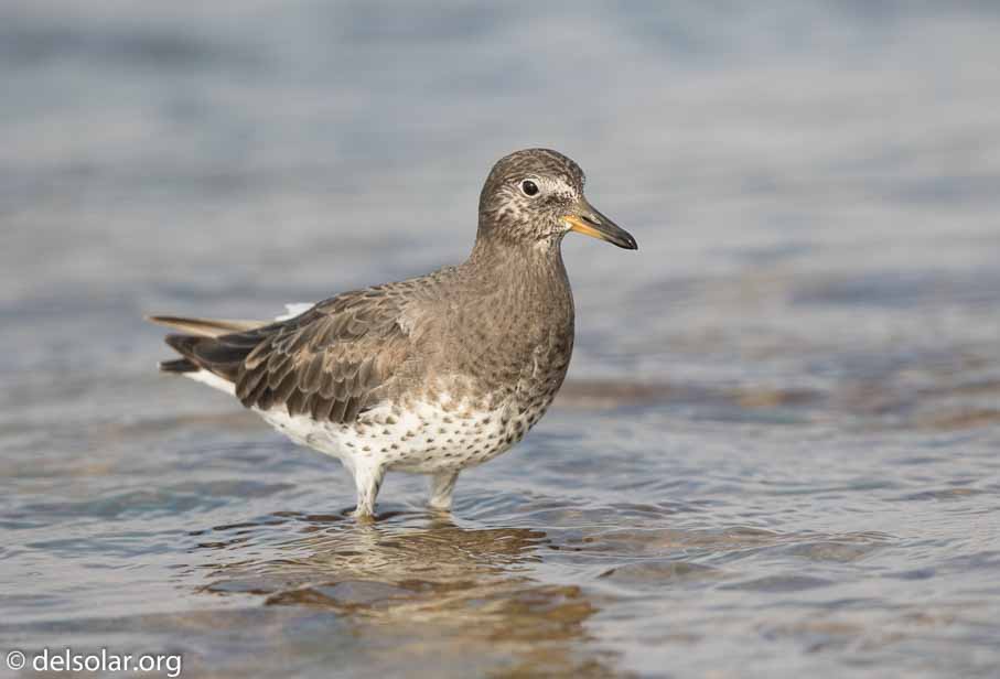 Canon EOS 7D Mark II  --  600 mm  --  EF600mm f/4L IS II USM  