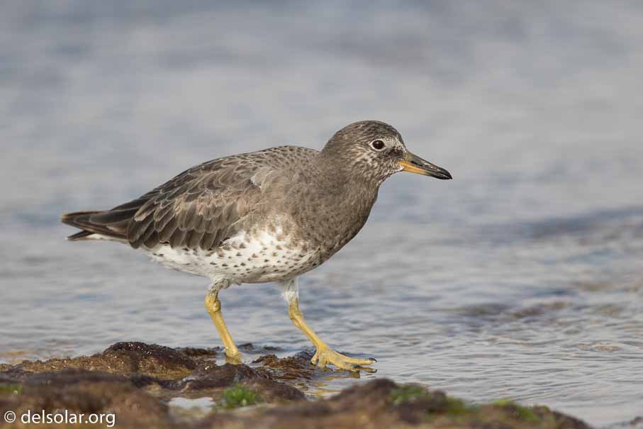 Canon EOS 7D Mark II  --  600 mm  --  EF600mm f/4L IS II USM  