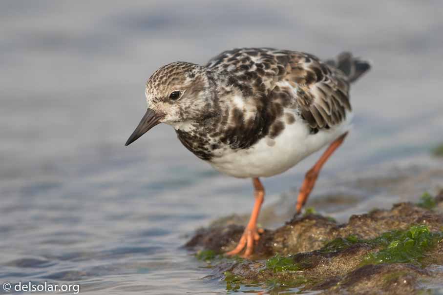 Canon EOS 7D Mark II  --  600 mm  --  EF600mm f/4L IS II USM  