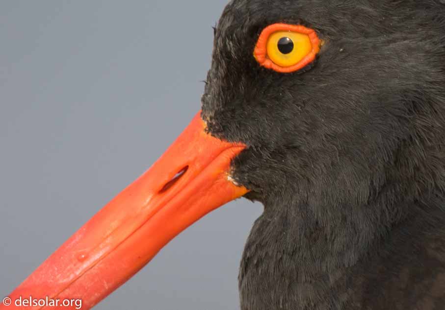 Canon EOS 7D Mark II  --  600 mm  --  EF600mm f/4L IS II USM  