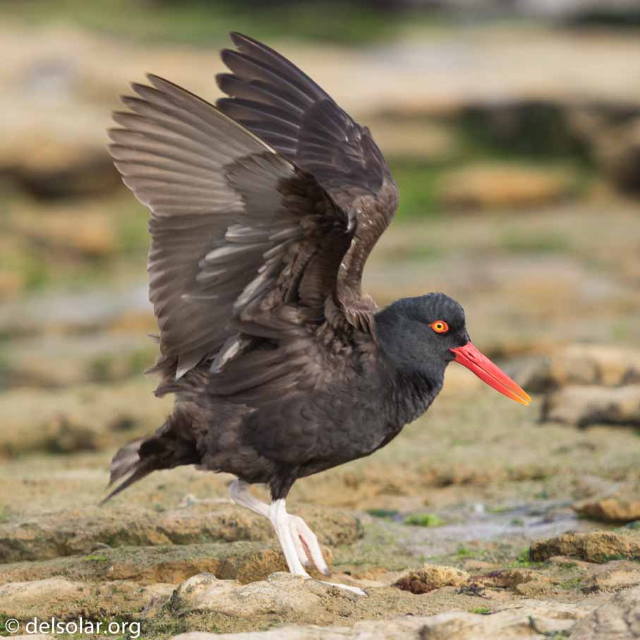 Canon EOS 7D Mark II  --  600 mm  --  EF600mm f/4L IS II USM  