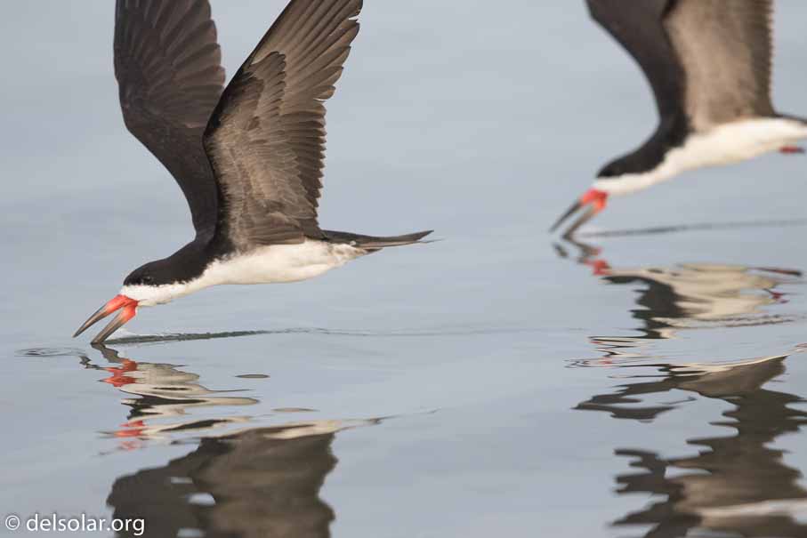 Canon EOS 7D Mark II  --  600 mm  --  EF600mm f/4L IS II USM  