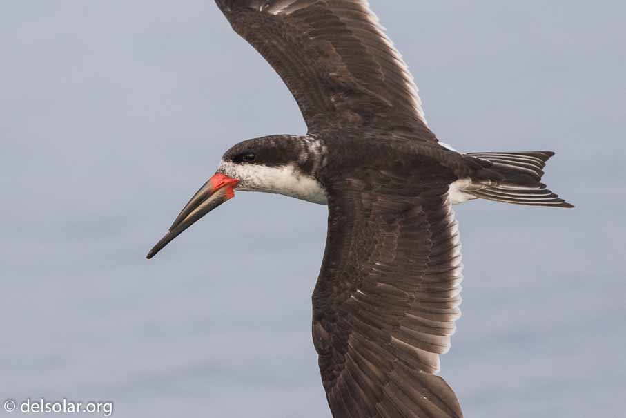 Canon EOS 7D Mark II  --  600 mm  --  EF600mm f/4L IS II USM  