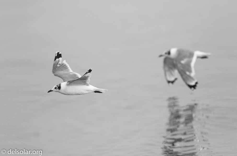 Canon EOS 7D Mark II  --  600 mm  --  EF600mm f/4L IS II USM  