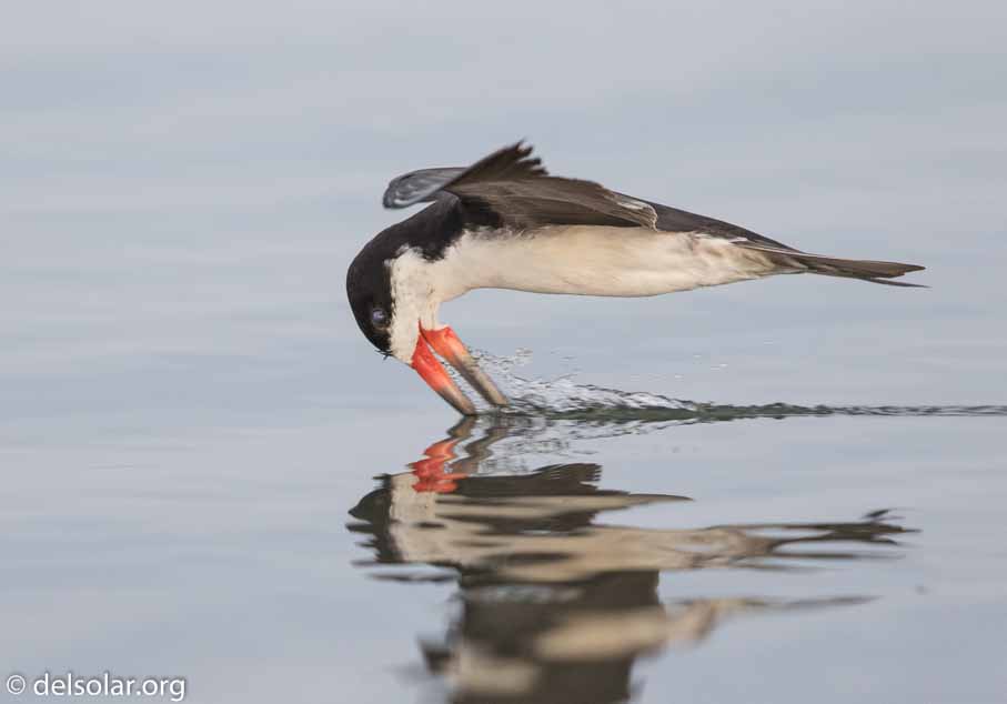 Canon EOS 7D Mark II  --  600 mm  --  EF600mm f/4L IS II USM  