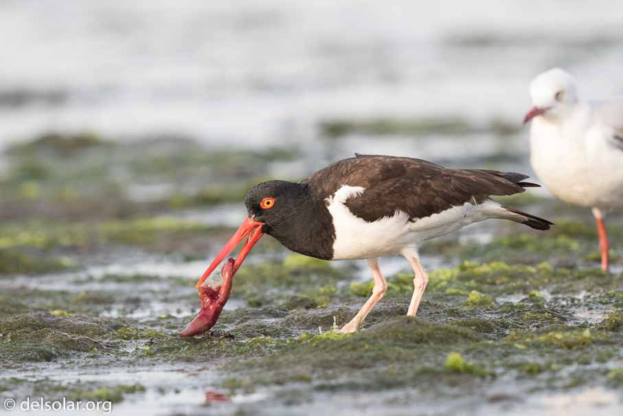 Canon EOS 7D Mark II  --  600 mm  --  EF600mm f/4L IS II USM  