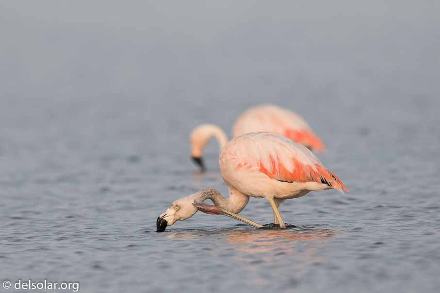 Canon EOS 7D Mark II  --  600 mm  --  EF600mm f/4L IS II USM  