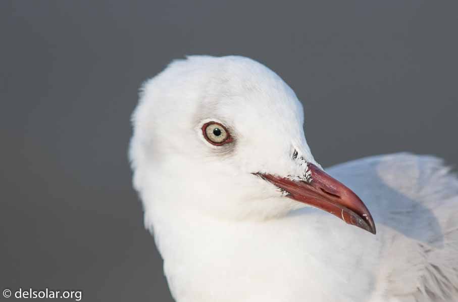 Canon EOS 7D Mark II  --  600 mm  --  EF600mm f/4L IS II USM  