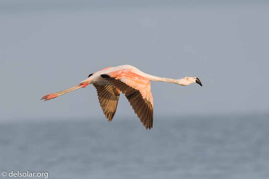 Canon EOS 7D Mark II  --  600 mm  --  EF600mm f/4L IS II USM  