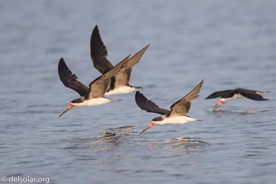 Canon EOS 7D Mark II  --  600 mm  --  EF600mm f/4L IS II USM  