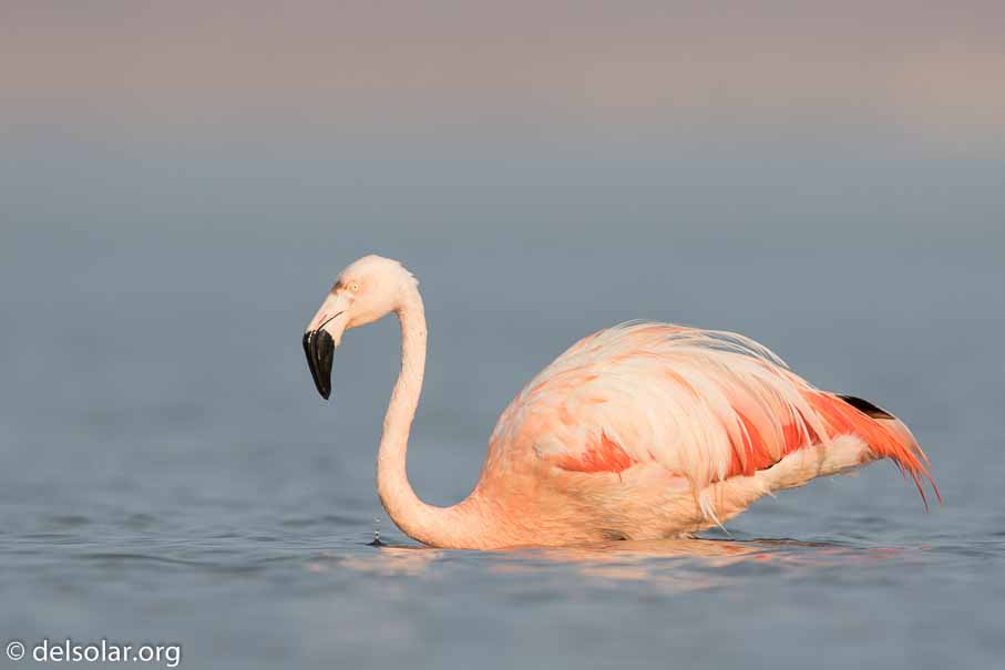 Canon EOS 7D Mark II  --  600 mm  --  EF600mm f/4L IS II USM  