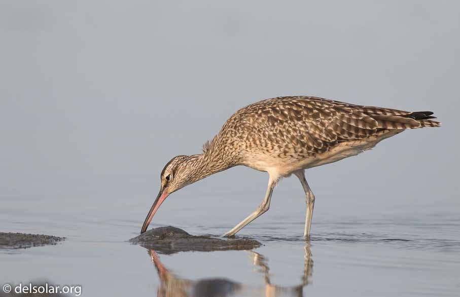 Canon EOS 7D Mark II  --  600 mm  --  EF600mm f/4L IS II USM  