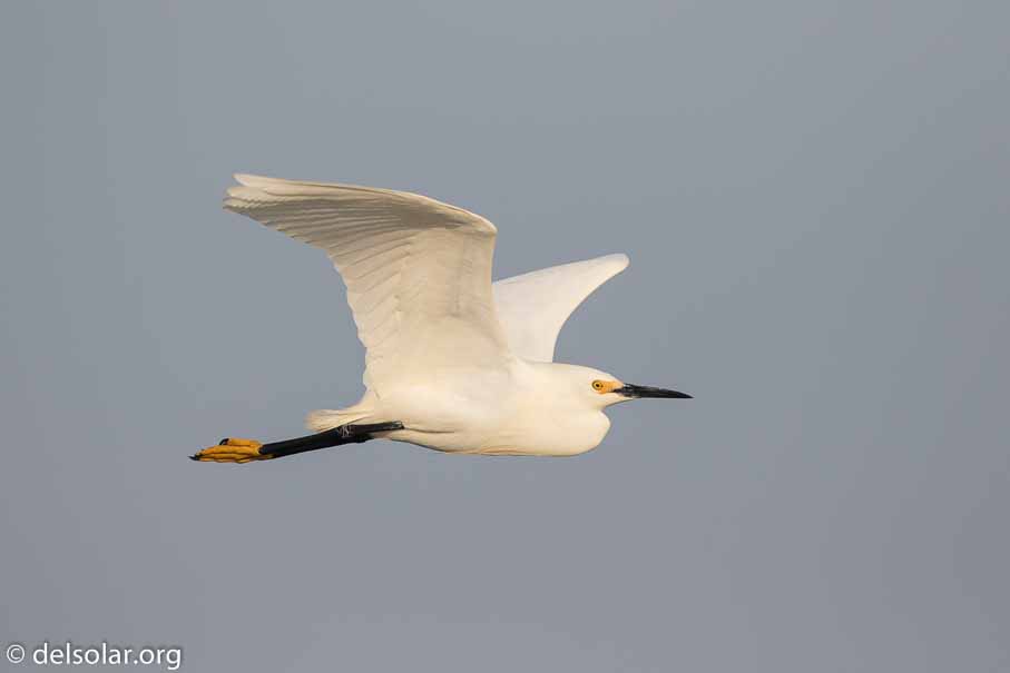 Canon EOS 7D Mark II  --  600 mm  --  EF600mm f/4L IS II USM  