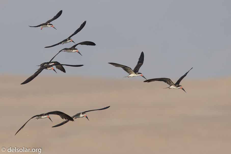 Canon EOS 7D Mark II  --  600 mm  --  EF600mm f/4L IS II USM  