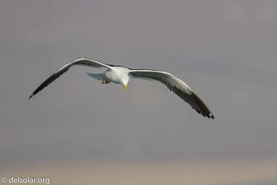 Canon EOS 7D Mark II  --  600 mm  --  EF600mm f/4L IS II USM  