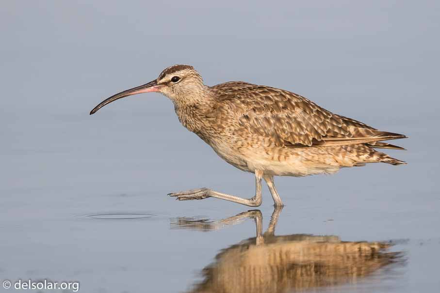 Canon EOS 7D Mark II  --  600 mm  --  EF600mm f/4L IS II USM  