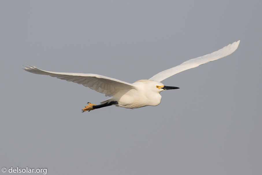 Canon EOS 7D Mark II  --  600 mm  --  EF600mm f/4L IS II USM  