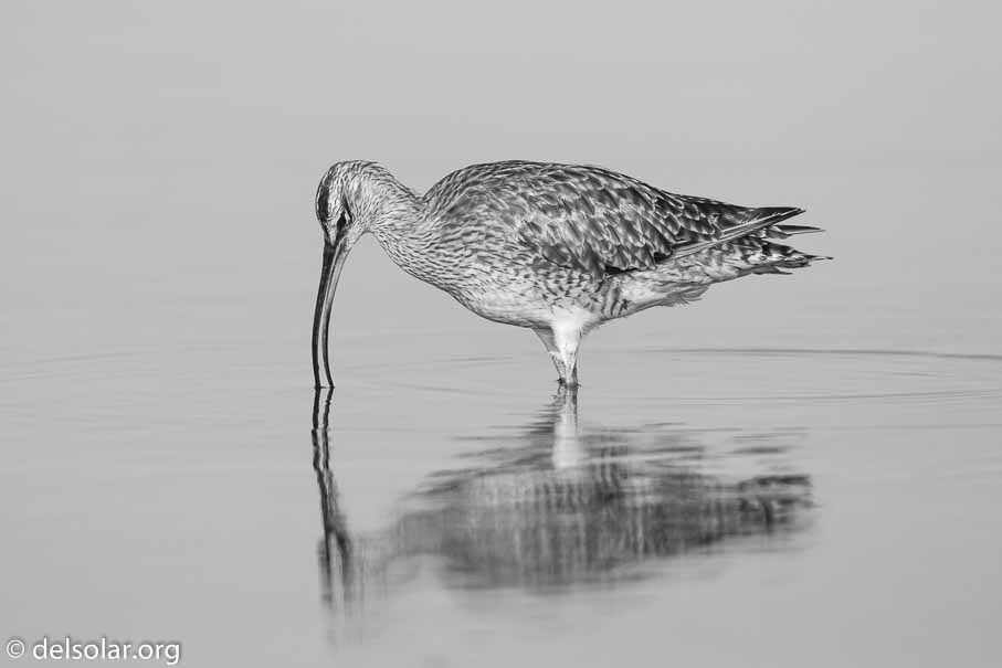 Canon EOS 7D Mark II  --  600 mm  --  EF600mm f/4L IS II USM  