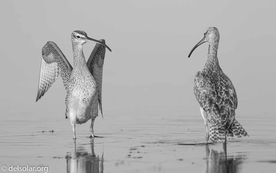 Canon EOS 7D Mark II  --  600 mm  --  EF600mm f/4L IS II USM  