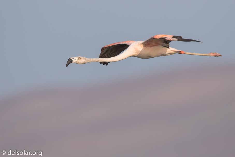 Canon EOS 7D Mark II  --  600 mm  --  EF600mm f/4L IS II USM  